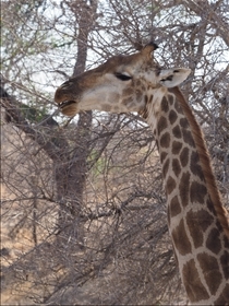 Kruger NP